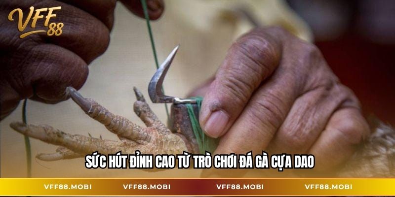 Sức hút đỉnh cao từ trò chơi đá gà cựa dao
